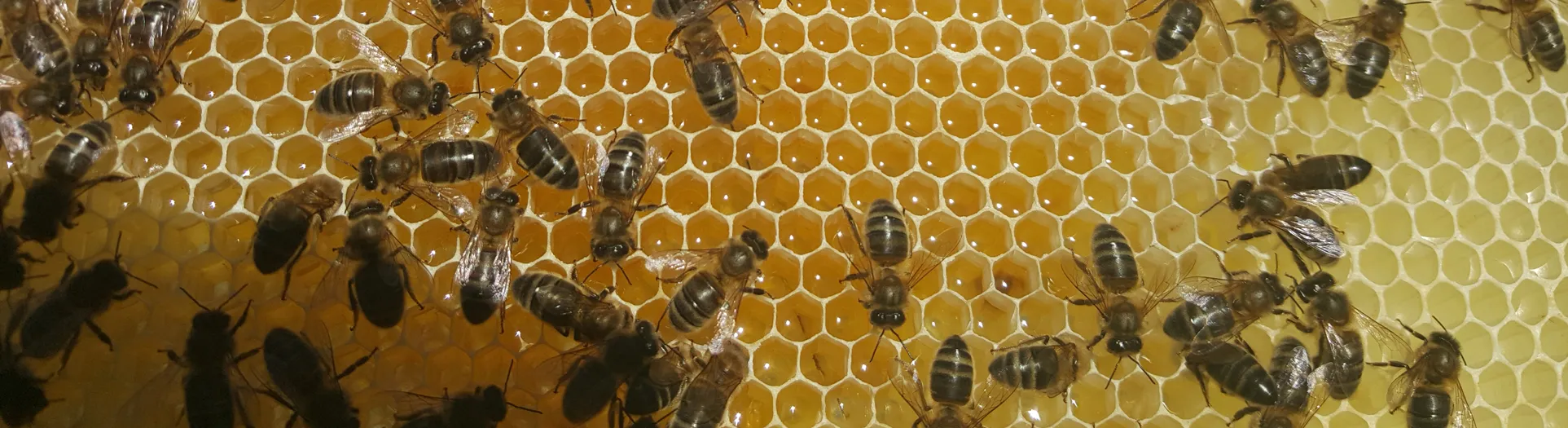 bees on honeycomb