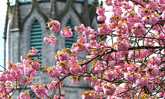 Cherry blossoms