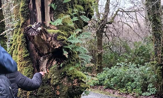 Image of a tree in the woods with a hand.