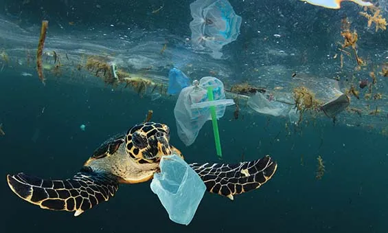 Image of a turtle swimming through plastic in the ocean