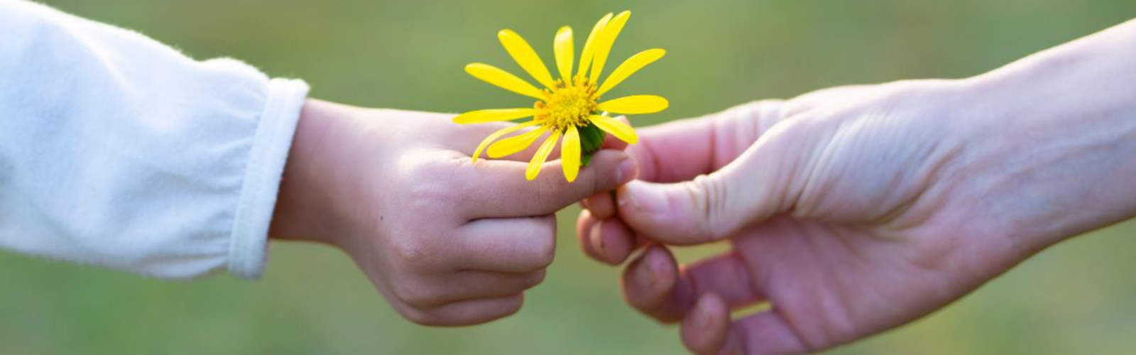 Palliative Care- Desktop