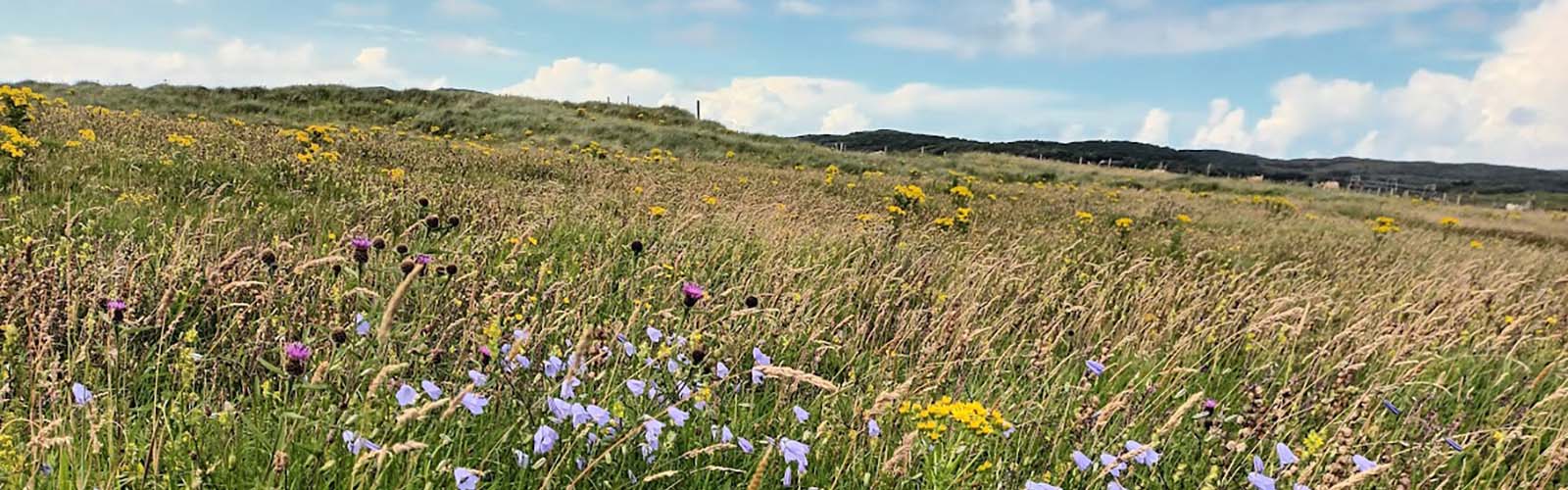 Field with flowers and sky