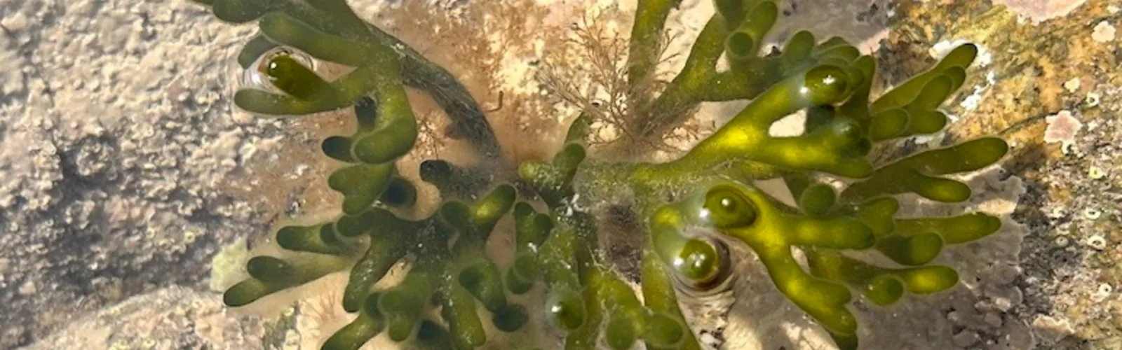 Marine Science Banner_0-Desktop
