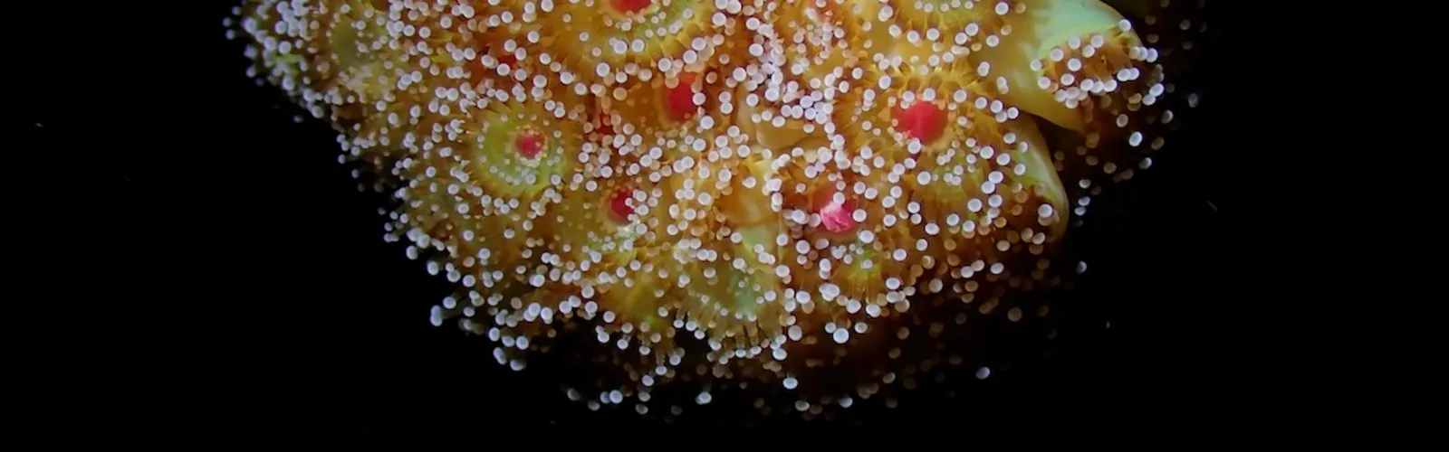 Marine Science Banner_2-Desktop